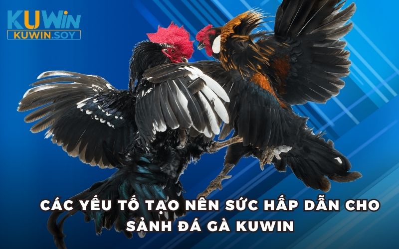 Các yếu tố tạo nên sức hấp dẫn cho sảnh đá gà Kuwin